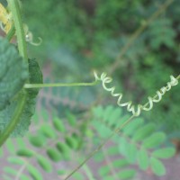 Cucumis melo L.